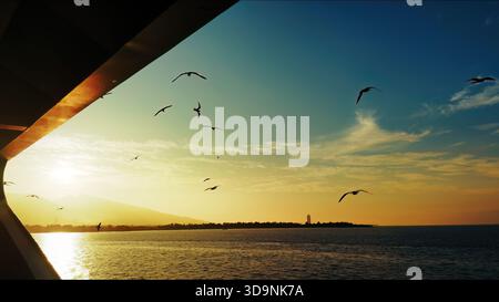 Animal Bird Seagulls Flying in a Sunny Daylight View Stock Photo