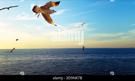 Animal Bird Seagulls Flying in a Sunny Daylight View Stock Photo