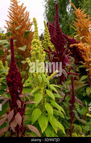 Different varieties of amaranth with multi-colored flowers Stock Photo ...