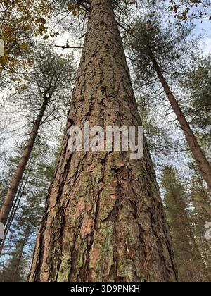 Tall pine tree viewed from below with upward perspective and forest canopy Stock Photo