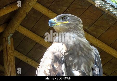 Portrait of a young white-tailed eagle (Haliaeetus albicilla) in a bird park, showing its developing plumage and powerful beak. Stock Photo