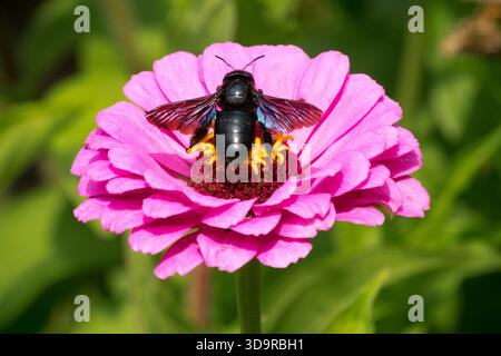 Carpenter Bee Flying over Zinnia flower Stock Photo