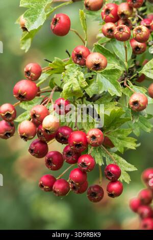 Crataegus monogyna, Hawthorn Berries Stock Photo