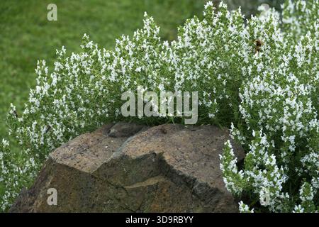 Creeping Winter Savory, Satureja montana Stock Photo