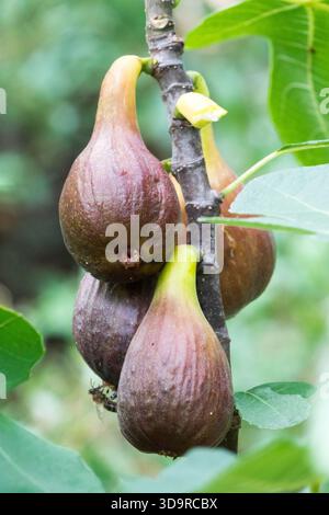 Ripe figs on fig tree branch Ficus carica Stock Photo