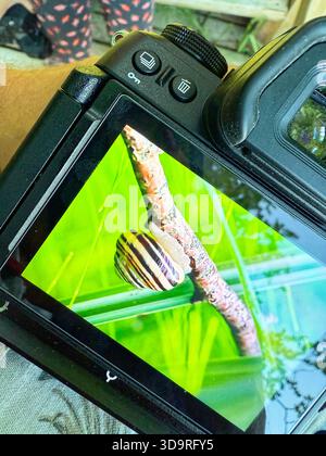 On the display of a modern mirrorless camera, a snail on a branch is shown in green, parts of the camera are also on the picture Stock Photo