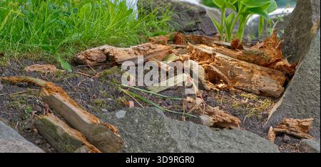 Rotten wood pieces with insect holes scattered on green grass and moss among stones in a spring setting with bright fresh vegetation on the ground Stock Photo