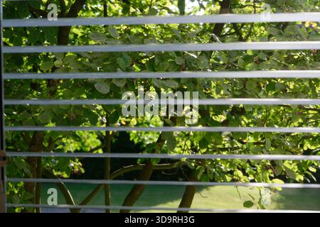 Through open window blinds a small tree with thin branches green leaves and tiny red berries is visible. Behind it lies fresh green grass. Stock Photo