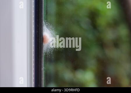 A delicate pinkish fluffy spider web nest is woven on the side of a clear glass window with lush green foliage visible through the glass creating a ca Stock Photo