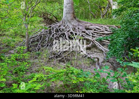 An ancient tree stands in the forest with its roots exposed above ground after soil erosion revealing a massive intricate system of roots creating a s Stock Photo