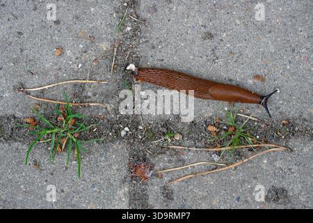 On outdoor paving with wide gaps filled with soil and pebbles a large brown slug moves slowly. Grass sprouts between the tiles. A pale trace appears b Stock Photo