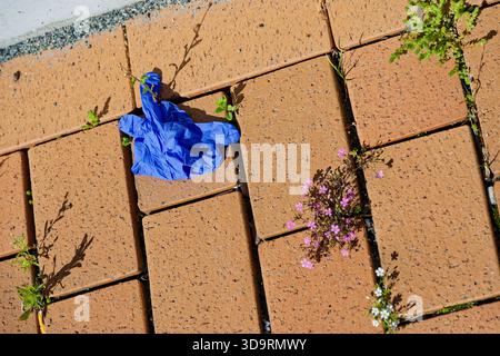 Light brown paving stones form a path where tiny pink and white flowers grow between the gaps. A tossed blue medical glove lies nearby, adding a strik Stock Photo