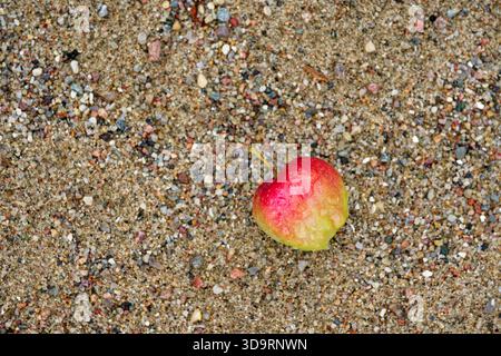 A red and green apple rests on a bed of tiny pebbles, speckled skin bright against the rough ground. Moist stones and soft light suggest fresh rain, s Stock Photo