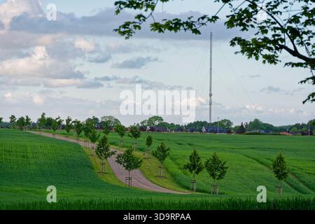 A straight country road cuts through green fields as young trees are secured by wooden posts and ties. Blue sky and soft clouds add calm space at Koll Stock Photo