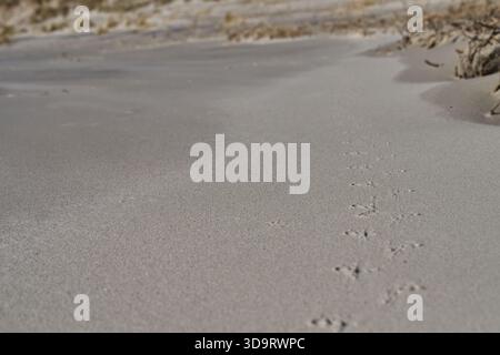 Footprints from Seagull in the sand on a beach, leading towards the horizon. The soft, fine sand is smooth with a few scattered dried leaves in the ba Stock Photo