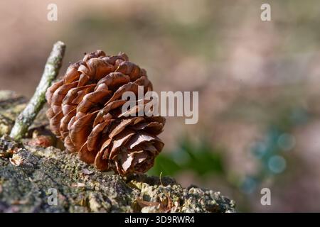 A close up of a pine cone resting on a mossy surface, with a blurred natural background. The pine cone is brown and textured, showcasing its intricate Stock Photo