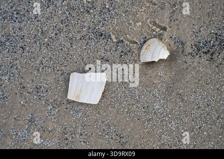 Two seashells resting on sandy beach, showcasing natural textures and colors. Stock Photo