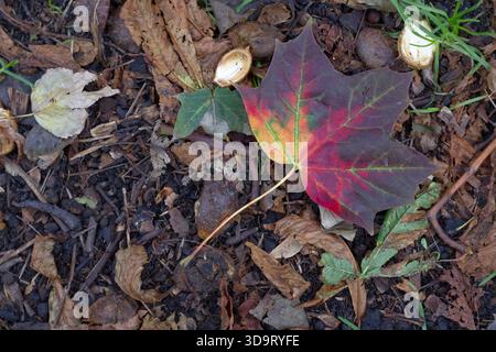 A vibrant autumn red and green maple leaf lies on a bed of brown leaves and soil, surrounded by small stones and grass. Stock Photo