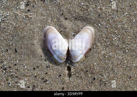 A pair of clam shells lying open on sandy beach, resembling a heart shape. The shells are smooth and have a light beige color with subtle patterns. Th Stock Photo