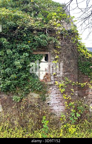An abandoned building covered in green ivy and vines, with a broken window revealing a glimpse of the interior. The brick wall shows signs of age and Stock Photo