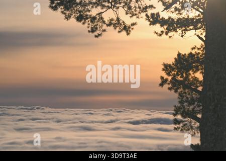 A serene sunset view above the clouds, with silhouettes of trees framing the scene. The sky is painted in soft hues of orange and yellow, creating a t Stock Photo