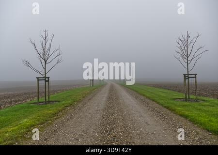 A foggy country road made of rubble and stones, lined with young trees in grassy beds, the road leads into the fog and disappears into it Stock Photo