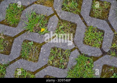 A close-up view of a patterned concrete pavement with grass and weeds growing through the gaps. A single yellow dandelion stands out among the greener Stock Photo