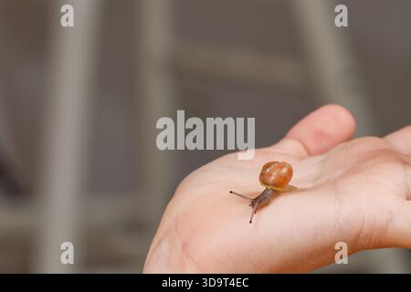 A close up of a small snail resting on a person's open palm, showcasing its shell and body details. The background is blurred, emphasizing the snail. Stock Photo