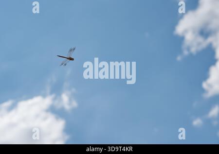 A dragonfly flying against a clear blue sky with fluffy white clouds. Stock Photo