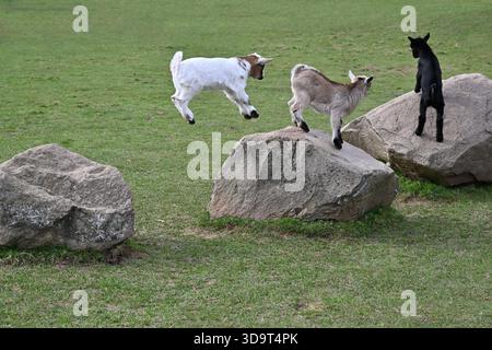 Three goats playing on large rocks in a grassy field. One goat is leaping off a rock while the others stand on the rocks, showcasing their playful nat Stock Photo