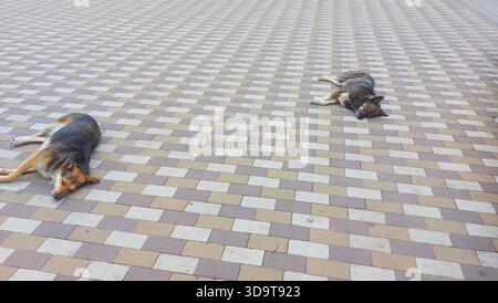 two Dogs resting on patterned pavement, lying on back in a relaxed position. dog looks comfortable and calm. mongrels are sleeping in the city on the Stock Photo