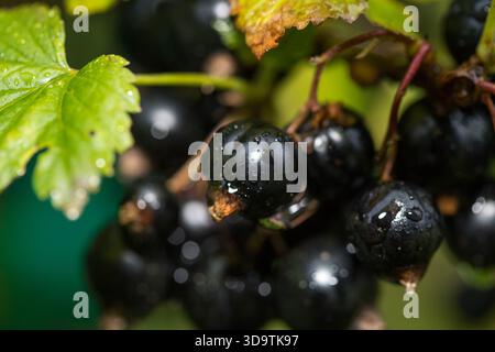wet blackcurrants handing on bush ripe and ready to eat Stock Photo