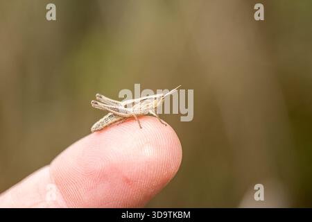green grasshopper sitting on index finger with green blurred background Stock Photo