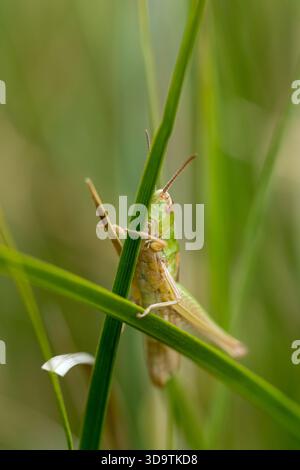 green grasshopper sitting on grass stem macro Stock Photo