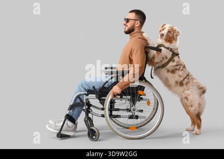 Blind young man in wheelchair with guide dog on grey background Stock Photo