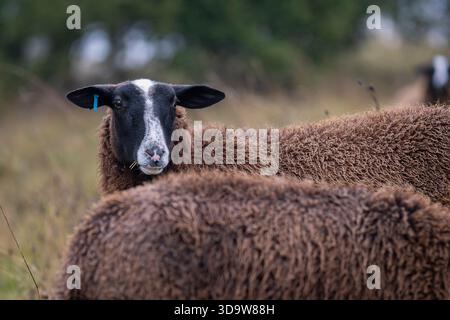 Portrait of a Zwartbles sheep with thick brown wool. Close-up side profile of a Zwartbles sheep standing in a green rural landscape. Stock Photo