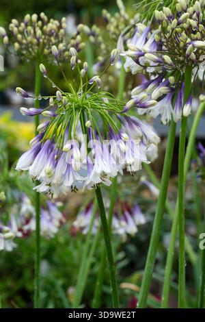 Agapanthus Fireworks, African lily Fireworks, Agapanthus Mdb001, umbels, bicoloured, hanging, trumpet-shaped flowers, white, flaring petal tips, purpl Stock Photo
