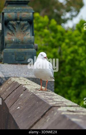 A white seagull with striking blue eyes and orange legs stands calmly on a moss-covered stone wall, looking to the right. Stock Photo