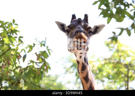 Low-angle close-up portrait of a curious reticulated giraffe at Budapest Zoo in Budapest, Hungary Stock Photo