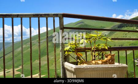 Ginger Cat Relaxing in a Flower Pot with Mountain View Stock Photo