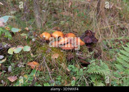 Close up of young Common rustgill Fungi, Gymnopilus penetrans, synonym Gymnopilus sapineus golden-yellow or orange-yellow to brown-yellow, smooth Stock Photo