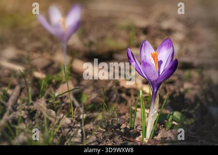 Sun shines on wild purple and yellow iris flowers (Crocus heuffelianus / discolor) growing in spring dry grass Stock Photo