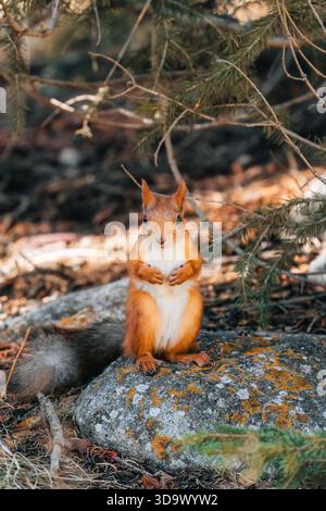 Adorable red squirrel with fluffy standing on rock in autumn forest Stock Photo