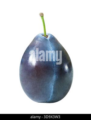 blue plum one whole, isolated on white Stock Photo