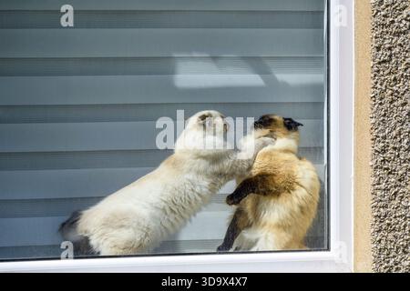 Two cats fighting in a house window, UK Stock Photo