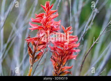 Pink flowers of Leafless Beaked Lady Orchid (Sacoila lanceolata) in full bloom. Cordoba, Argentina. Stock Photo
