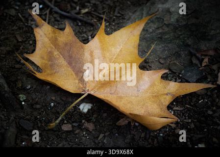 Rusty-colored maple leaf fallen on the ground against a dark background Stock Photo