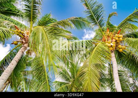 ripe coconuts on palm trees against blue sky Stock Photo