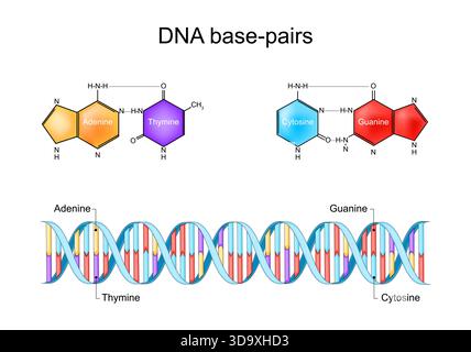 DNA base-pairs. Structure of DNA. Skeletal chemical formula of Cytosine, Guanine, and Thymine, Adenine. DNA Double helix with Sugar phosphate backbone Stock Vector