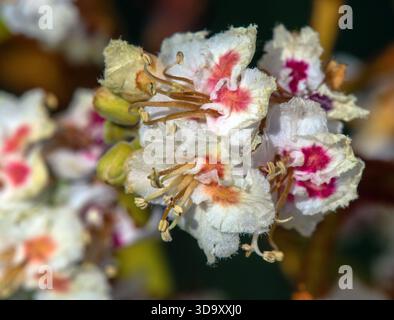 horse chestnut flowers in latin Aesculus hippocastanum also called as horse-chestnut, European horsechestnut, buckeye and conker tree Stock Photo